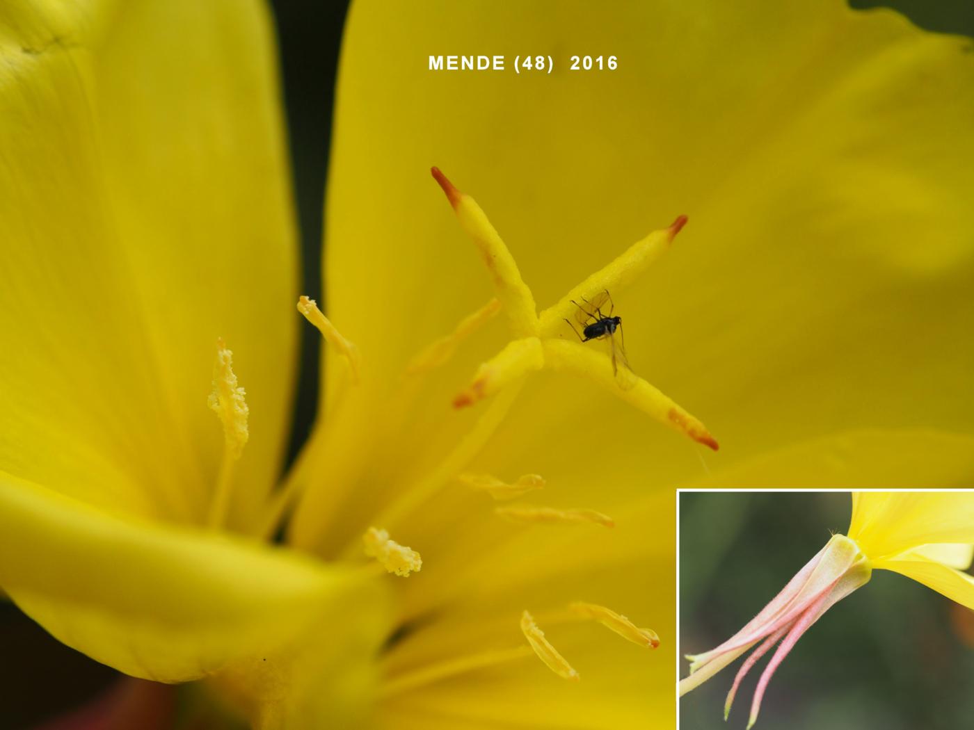 Evening Primrose, Large-flowered flower